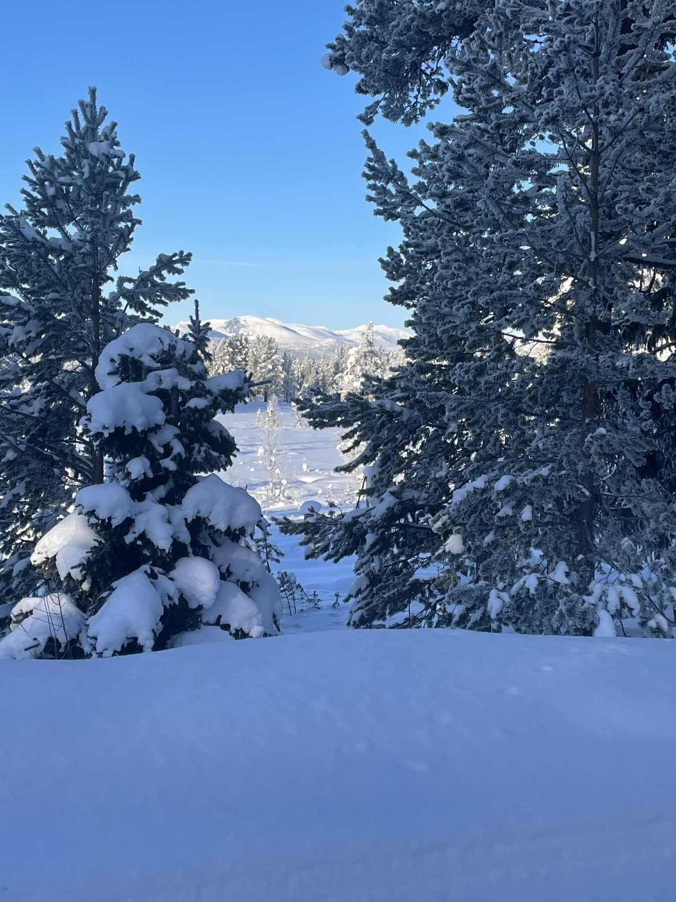 Selgers bilde. Galleribilde