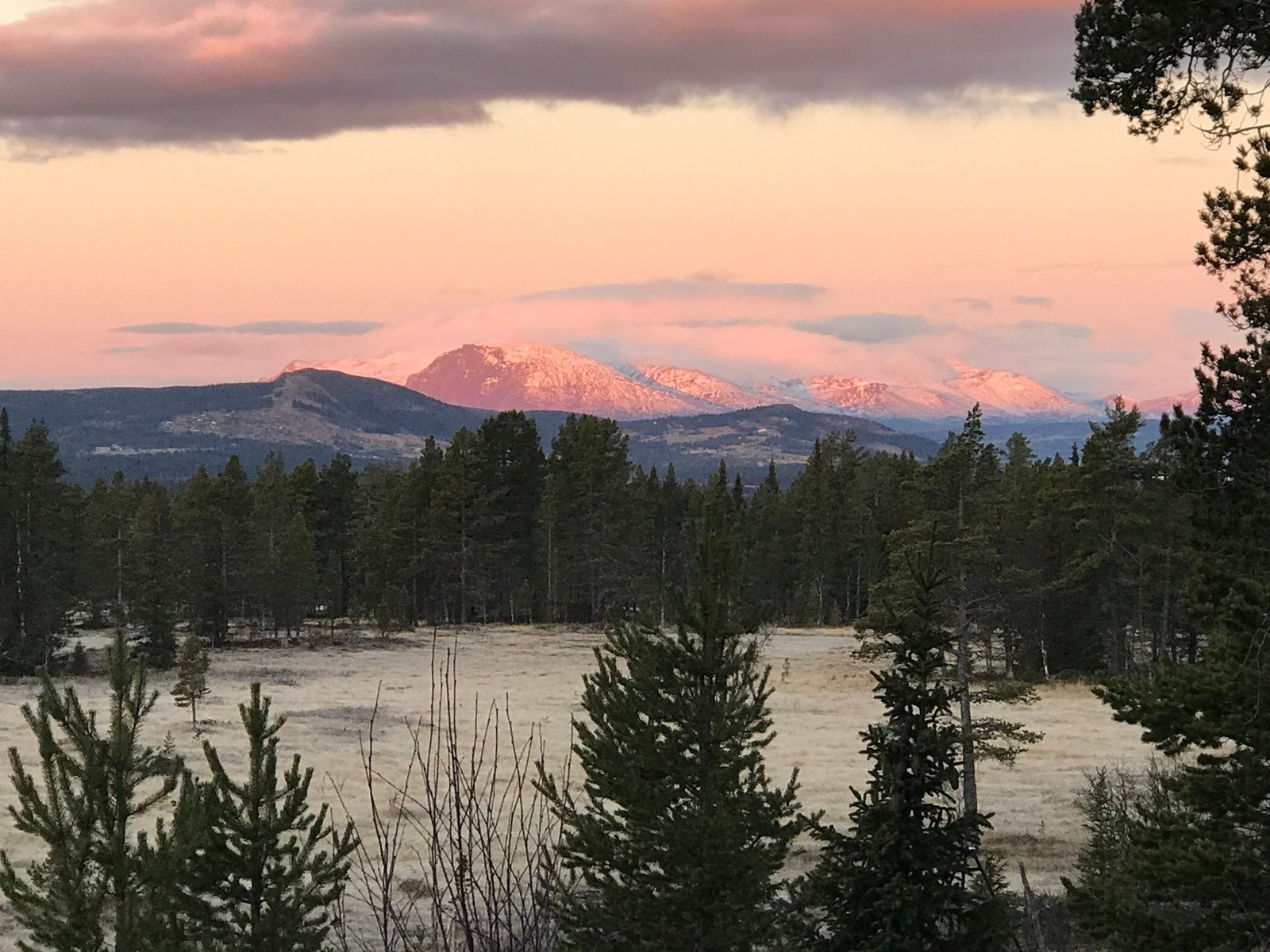 Selgers bilde. Galleribilde