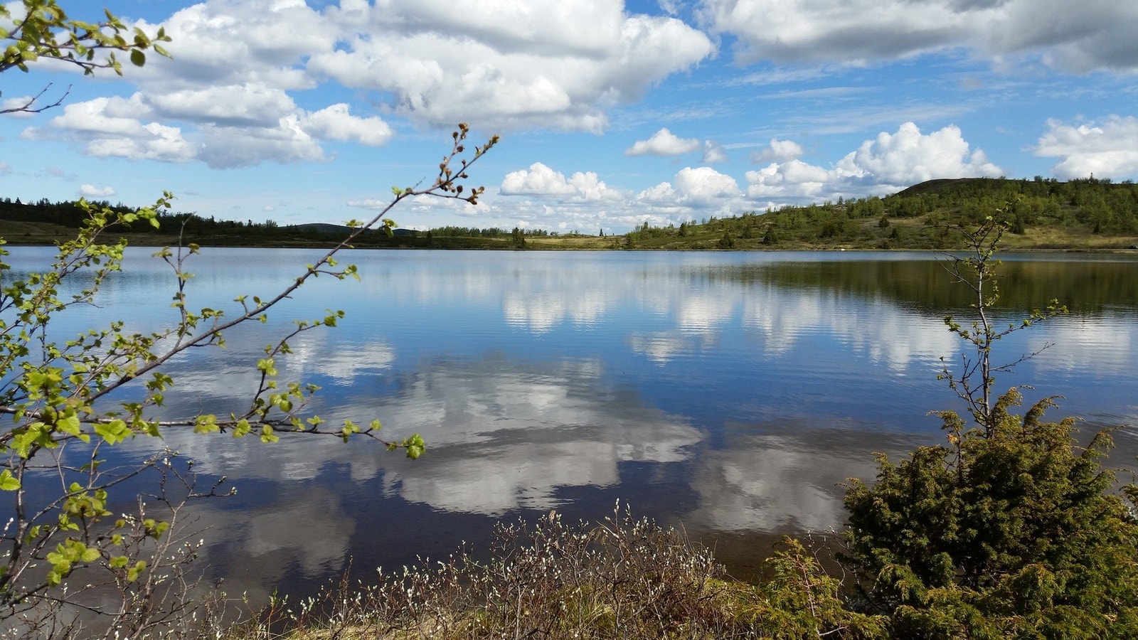 Bilde fra selgers arkiv Galleribilde