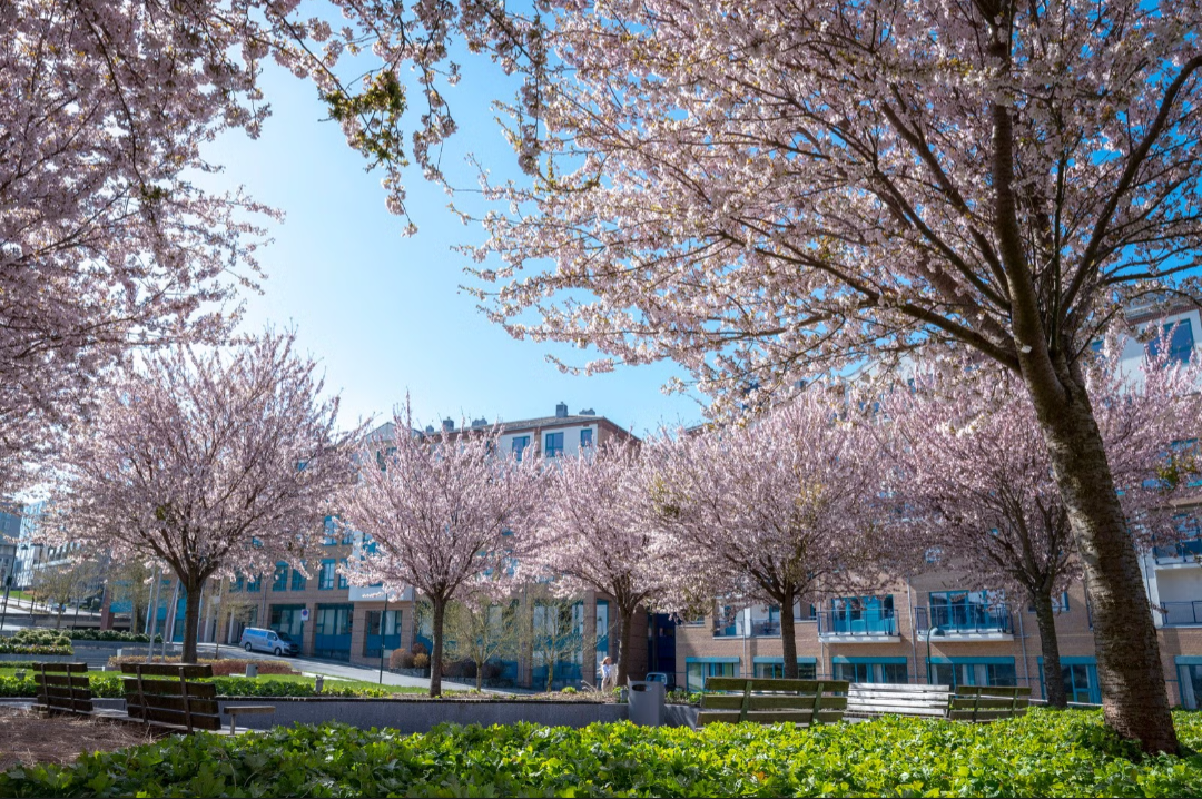 Nærområdet Galleribilde