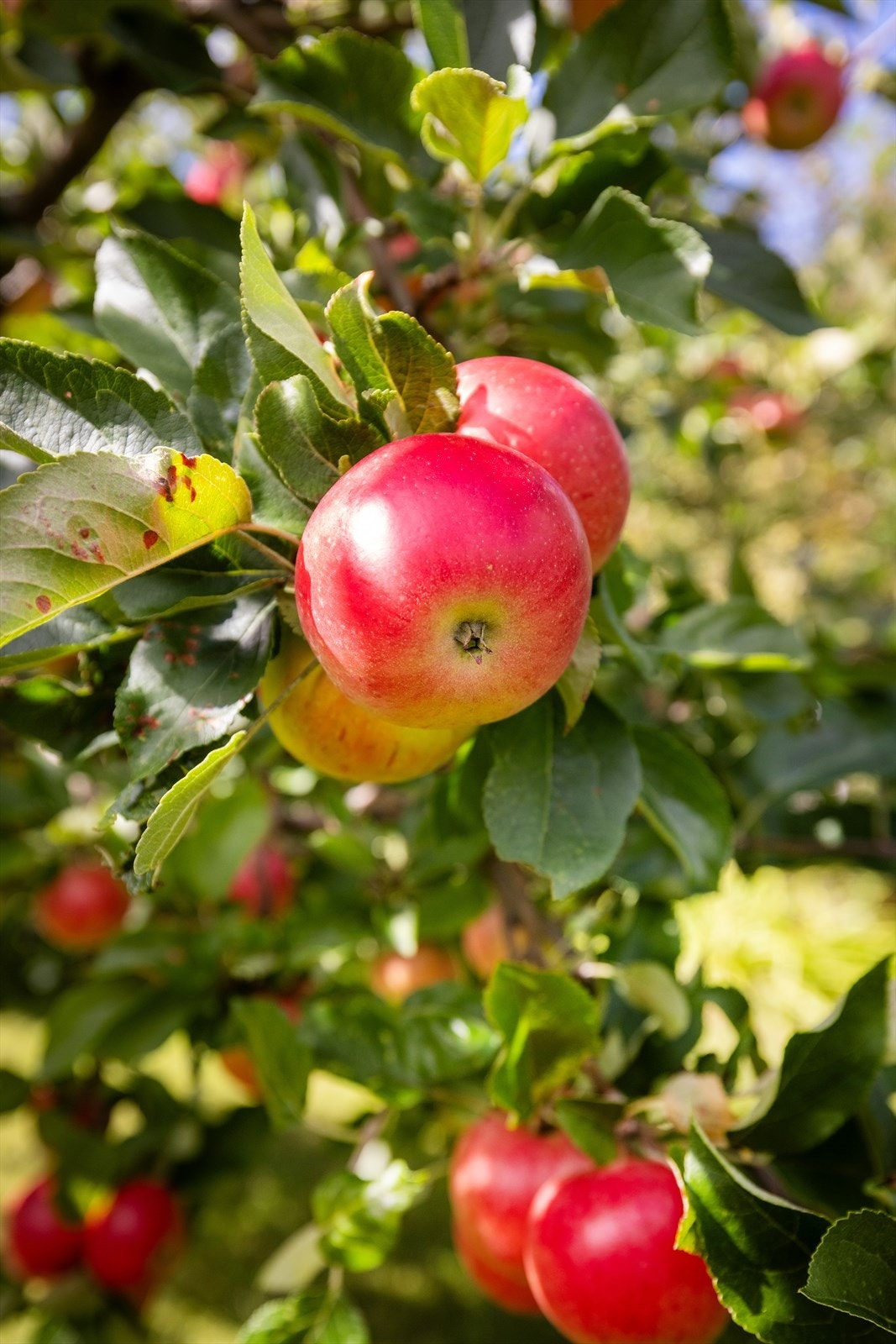 Tomten byr på frukttrær som gir epler rett fra egen hage. Galleribilde