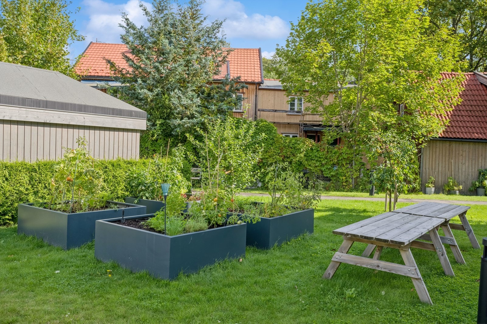 Karolines hage med felles plantekasser. Galleribilde