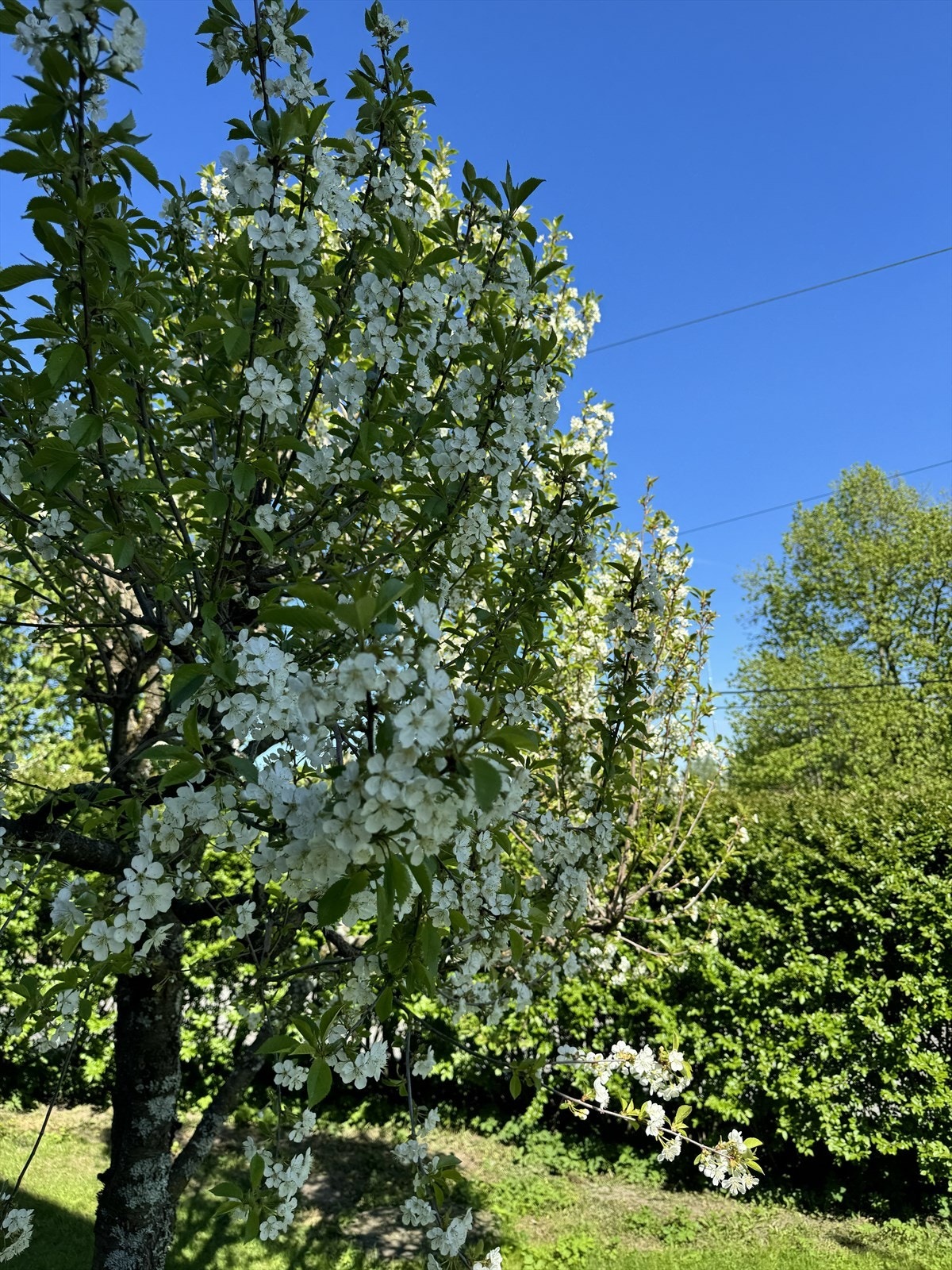 Hagen er oversiktlig og pent opparbeidet med bl.a. bær- og frukttrær. Galleribilde