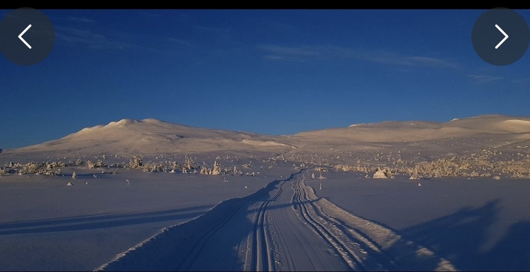 Milevis med skiløyper i umiddelbar nærhet. Galleribilde