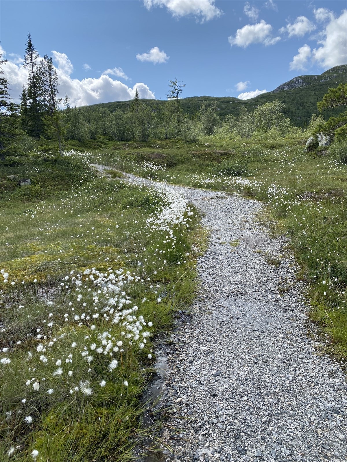 Opparbeidede sommerstier (selgers private bilde) Galleribilde