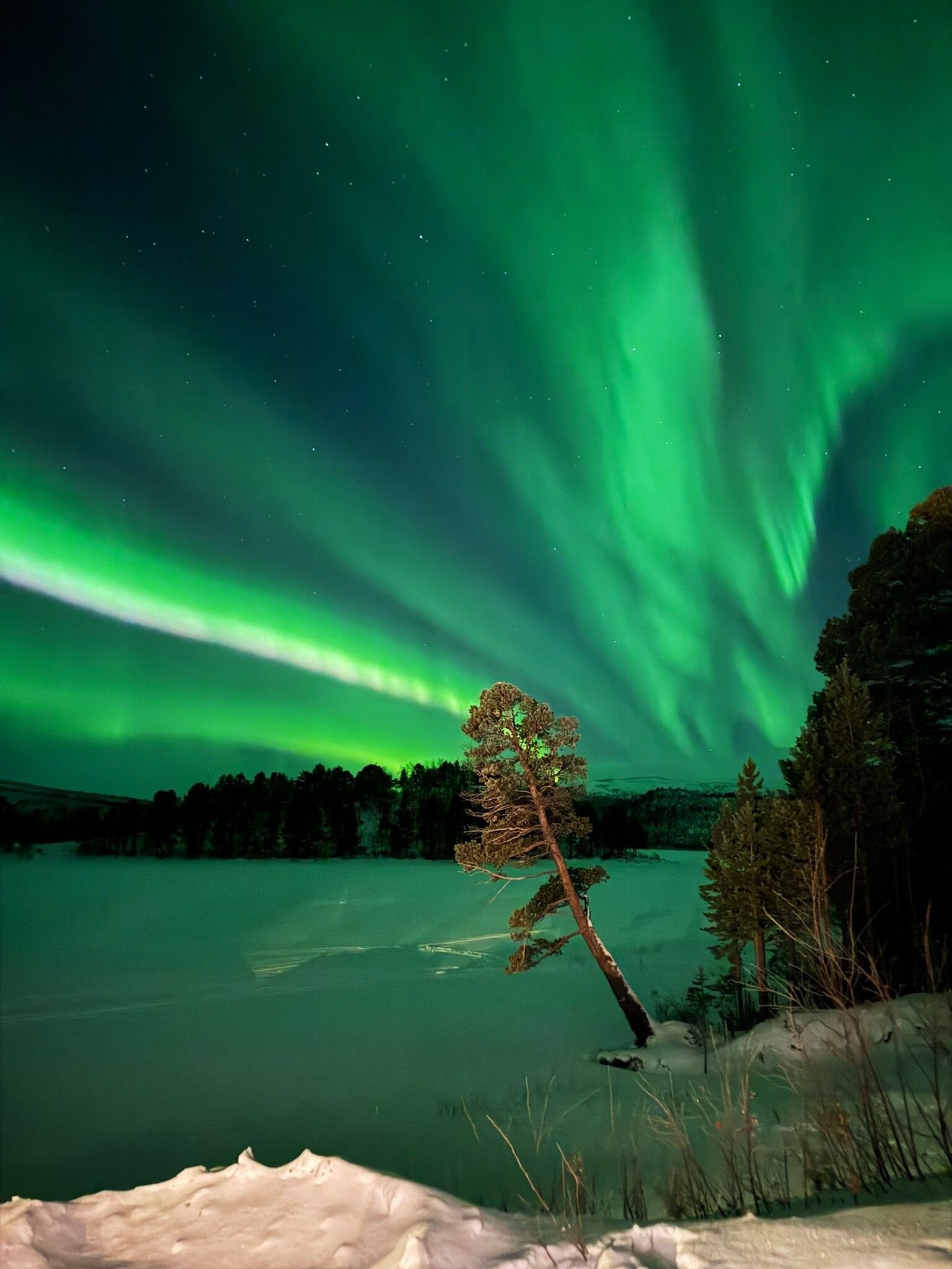 Nordlys sett fra terrassen. Galleribilde