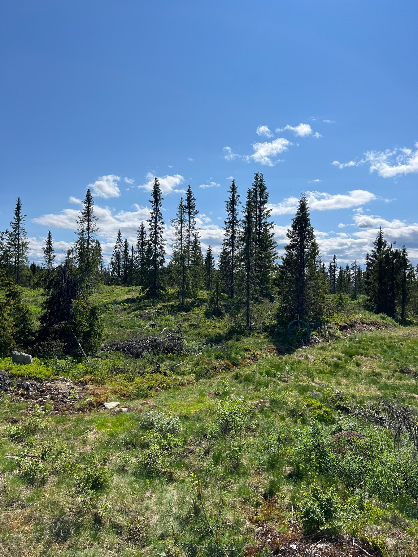 Foto fra tomteområdet Galleribilde