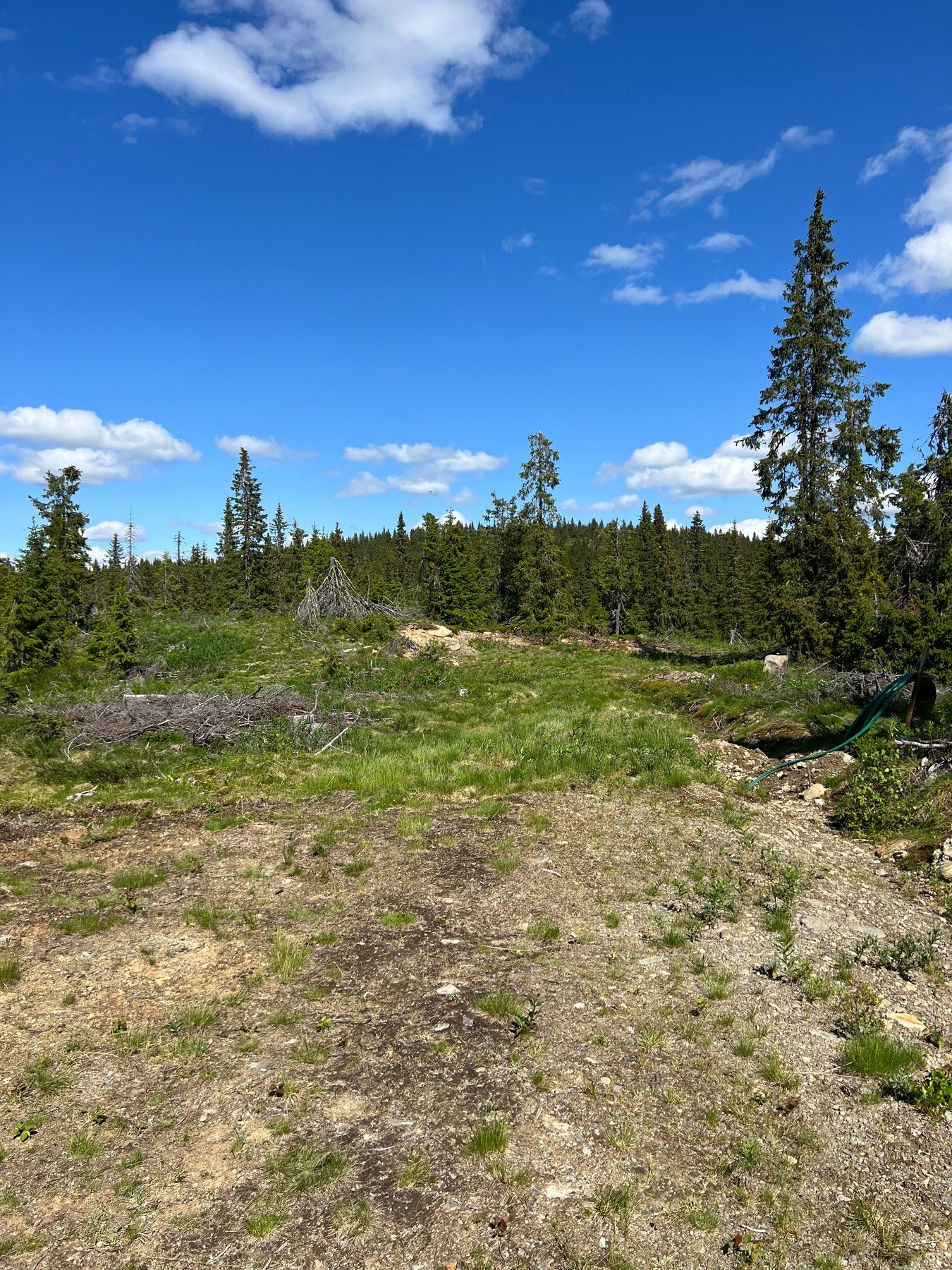 Foto fra tomteområdet Galleribilde