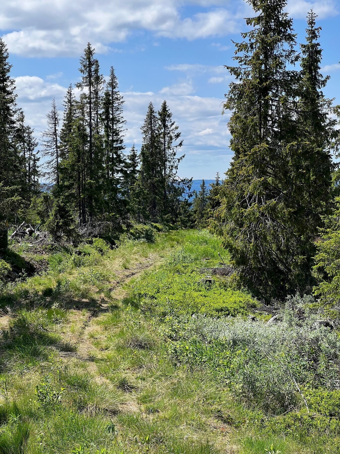 Foto fra tomteområdet Galleribilde