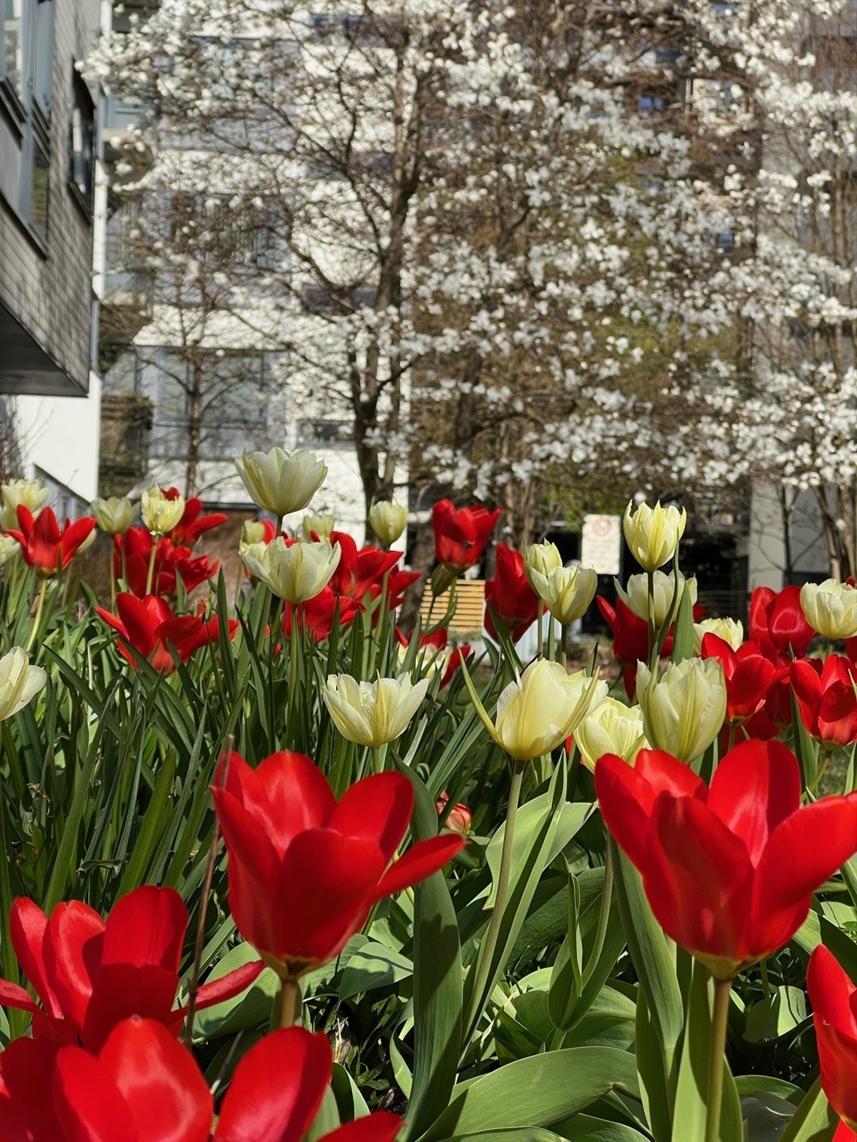 Selgers bilde - Nærområdet er vakkert året rundt. På våren er fellesområdene fylt med blomster. Galleribilde