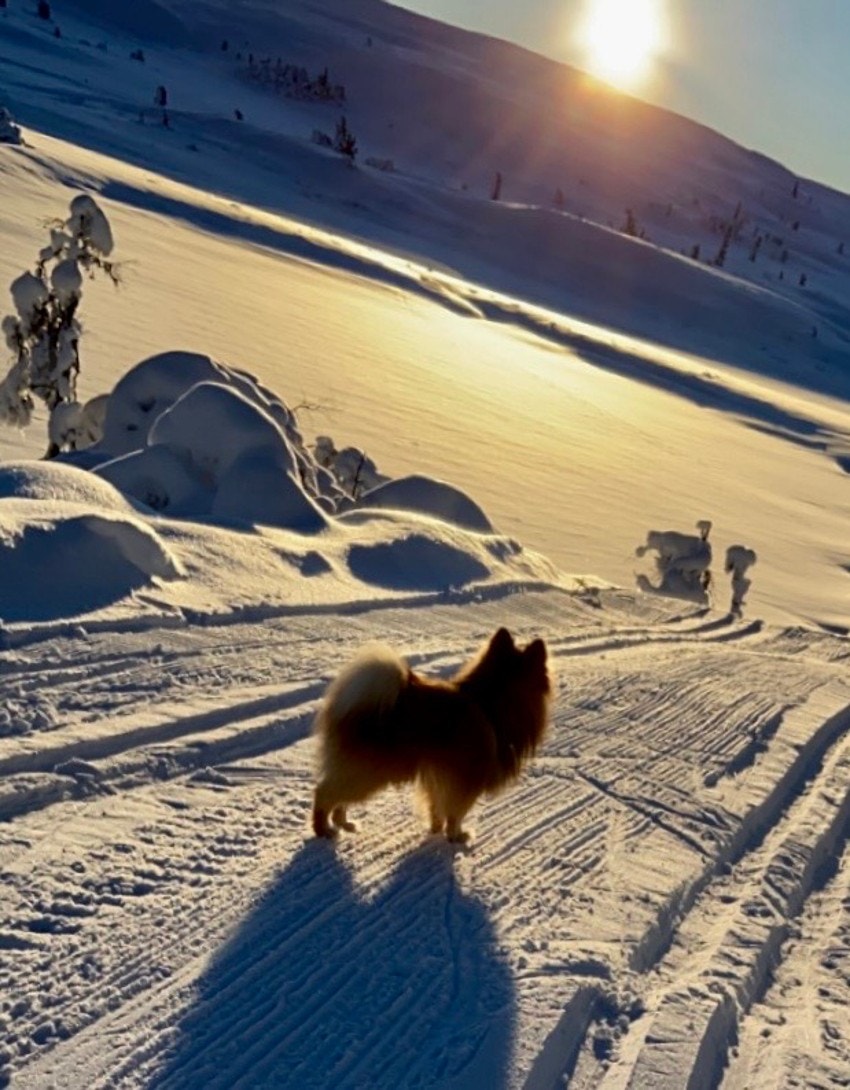 Selgers eget bilde Galleribilde