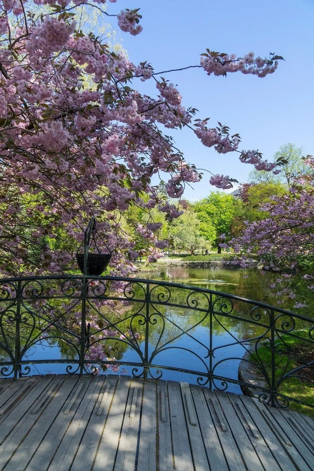 Flere parker og grøntområder i nærheten. Galleribilde