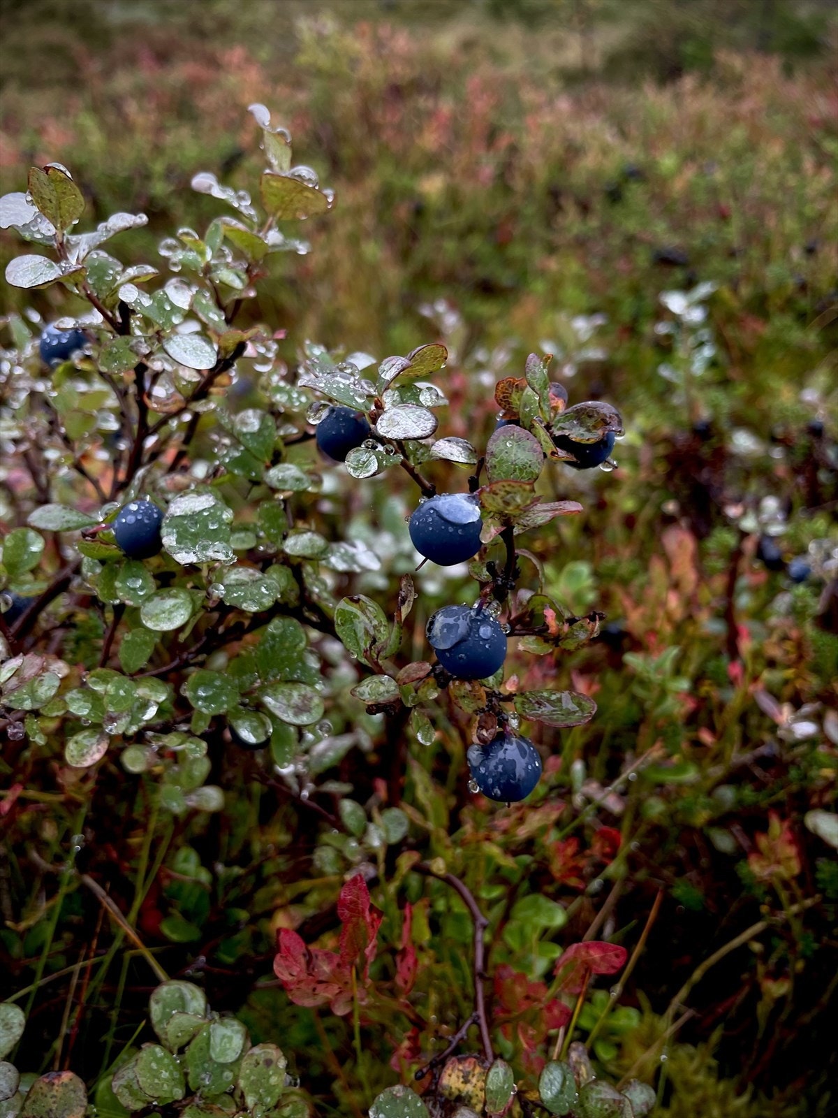 Blåbær -og tyttebærlyng og fine turstierstier rett ved hytta. Galleribilde