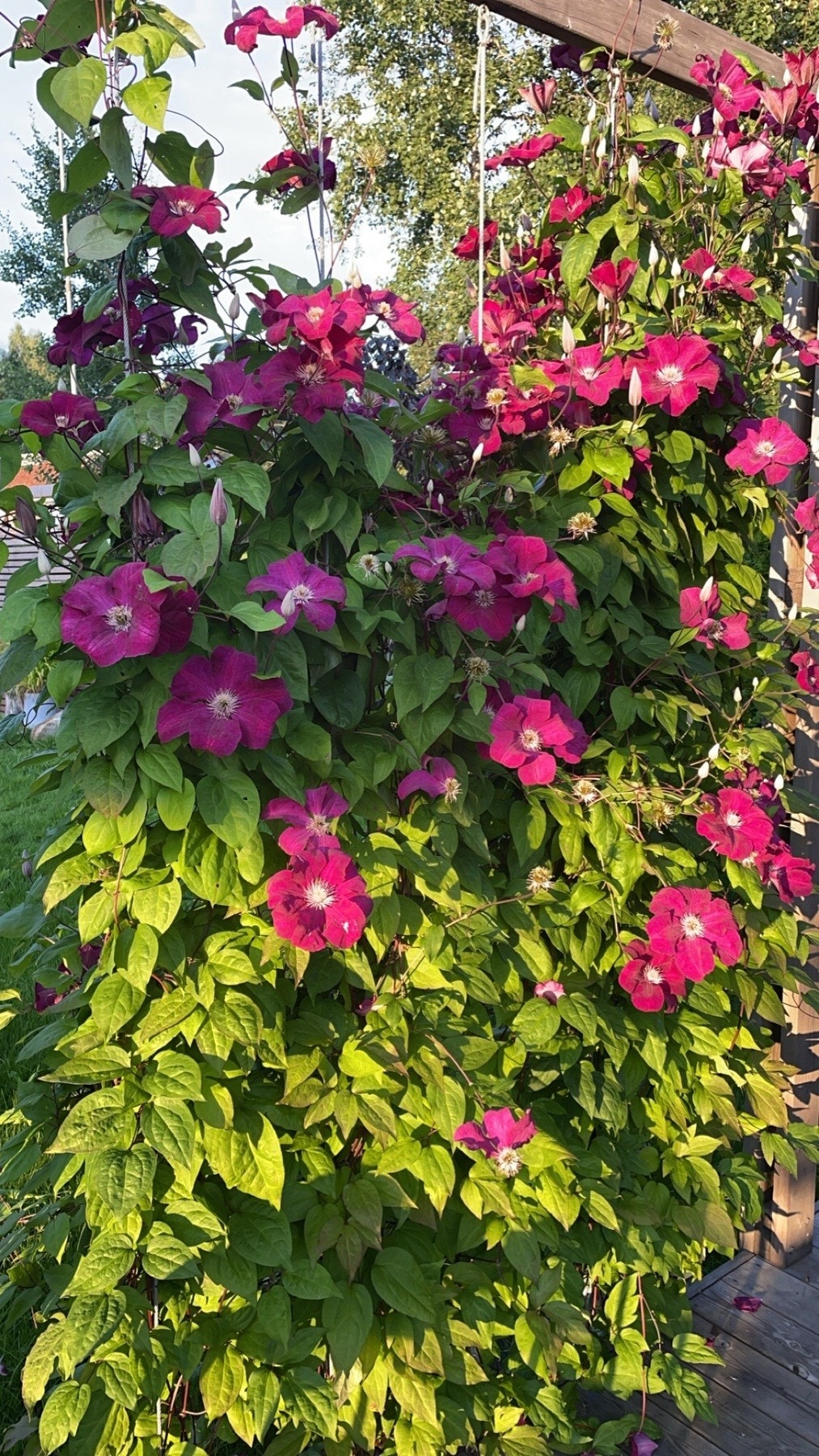 Pent opparbeidet og beplantet (eiers foto) Galleribilde