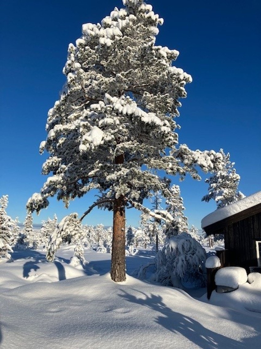 Bilde fra selger Galleribilde