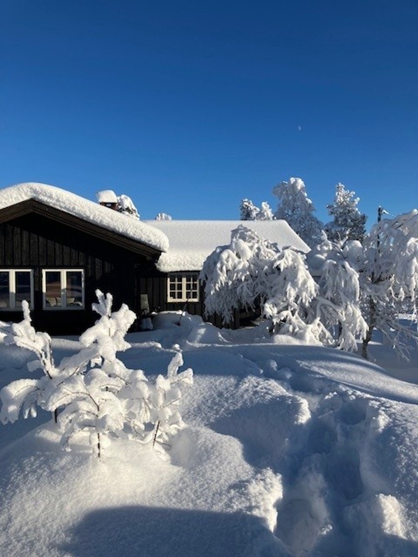 Bilde fra selger Galleribilde