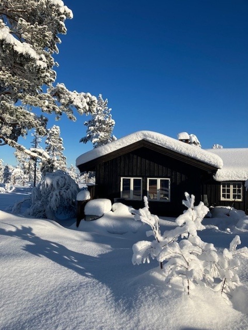 Bilde fra selger Galleribilde