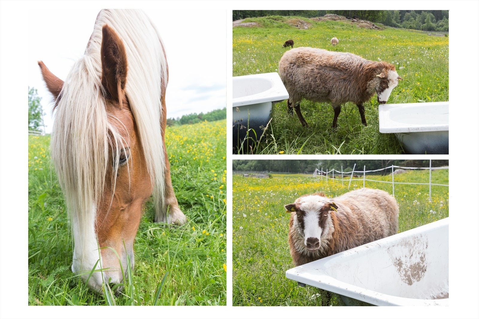 Området er ideelt for dyrehold, som er tillatt etter søknad til styret. Galleribilde