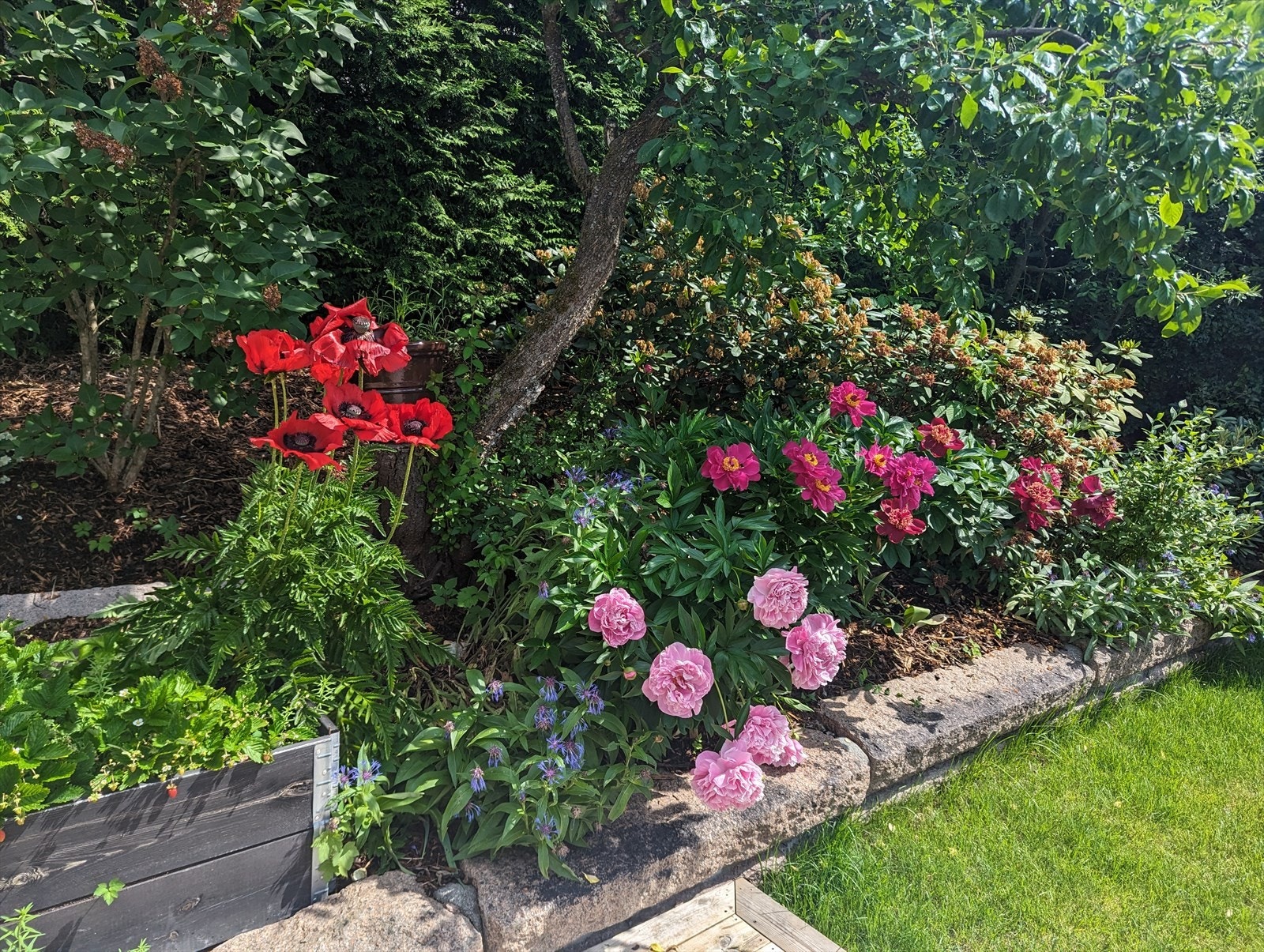 Sommerbilde tatt av selger selv. Galleribilde