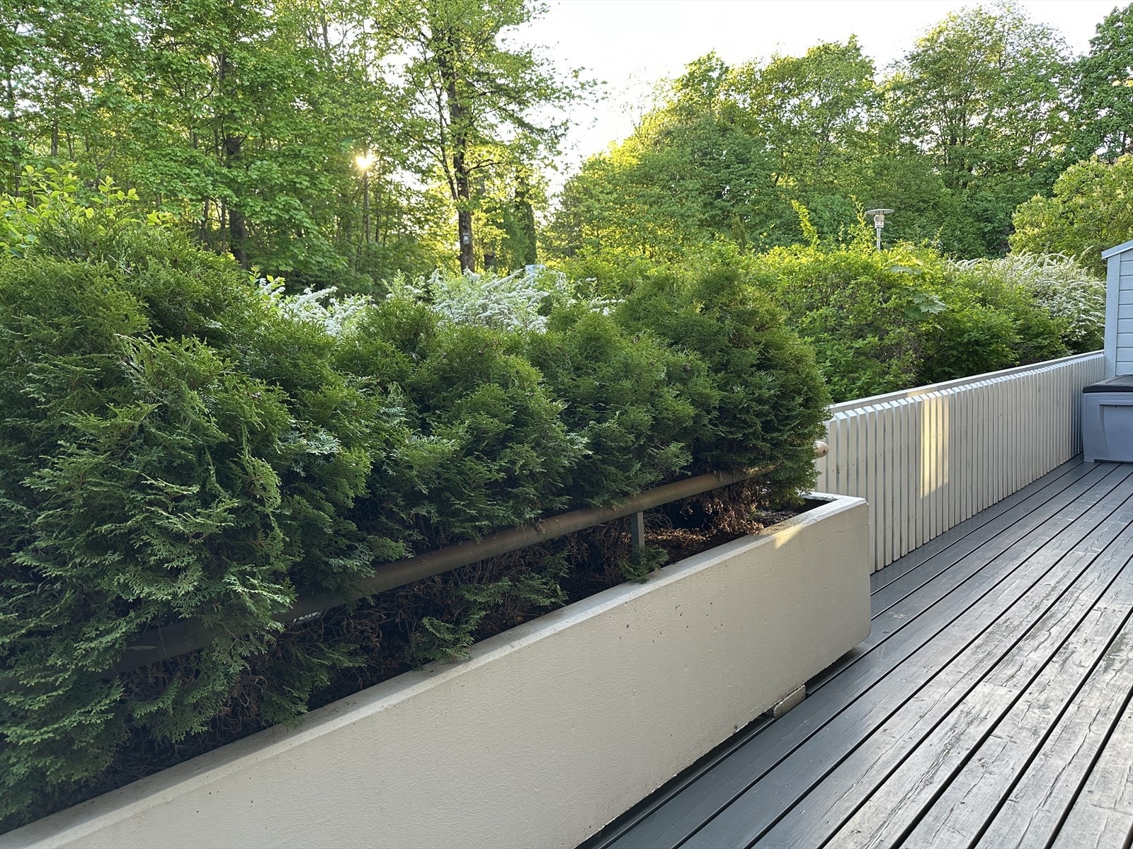 Selgers private bilde på sommerstid. Galleribilde