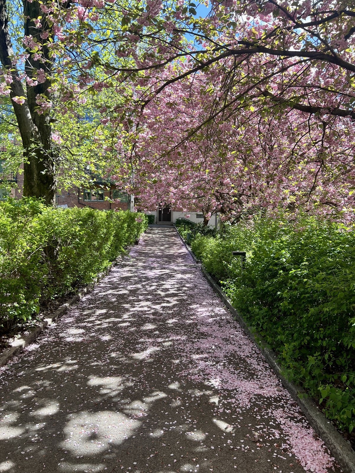 Sommerbilde fra hagen Galleribilde
