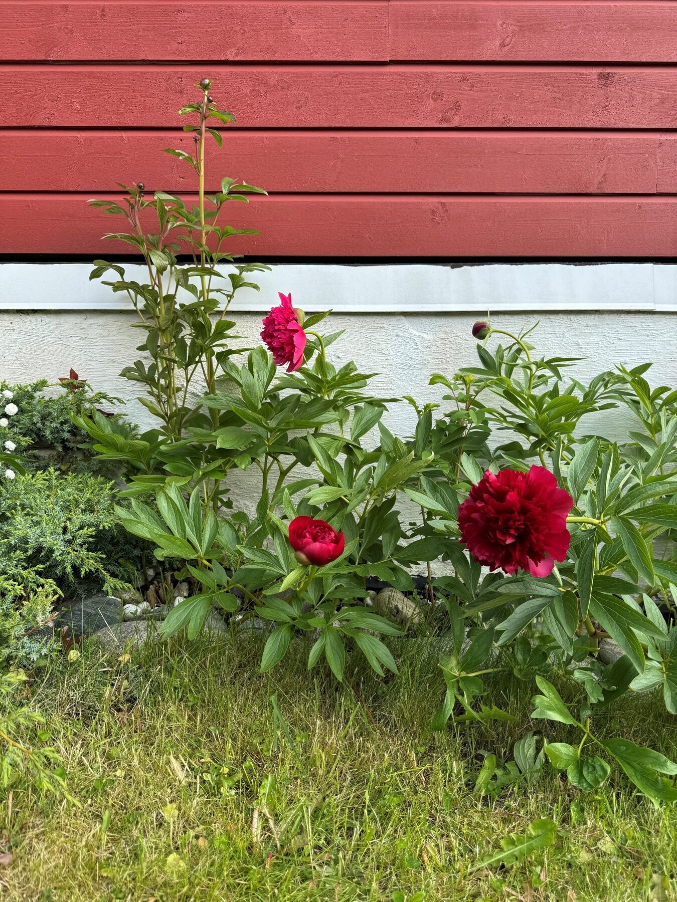 Selgers egne bilder Galleribilde