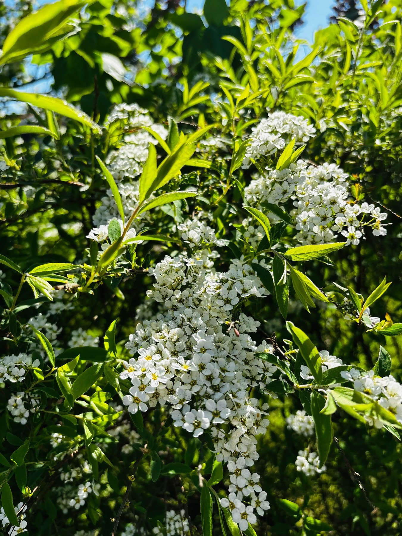 Hagen er fint opparbeidet med grøntareal og diverse beplantning. Galleribilde