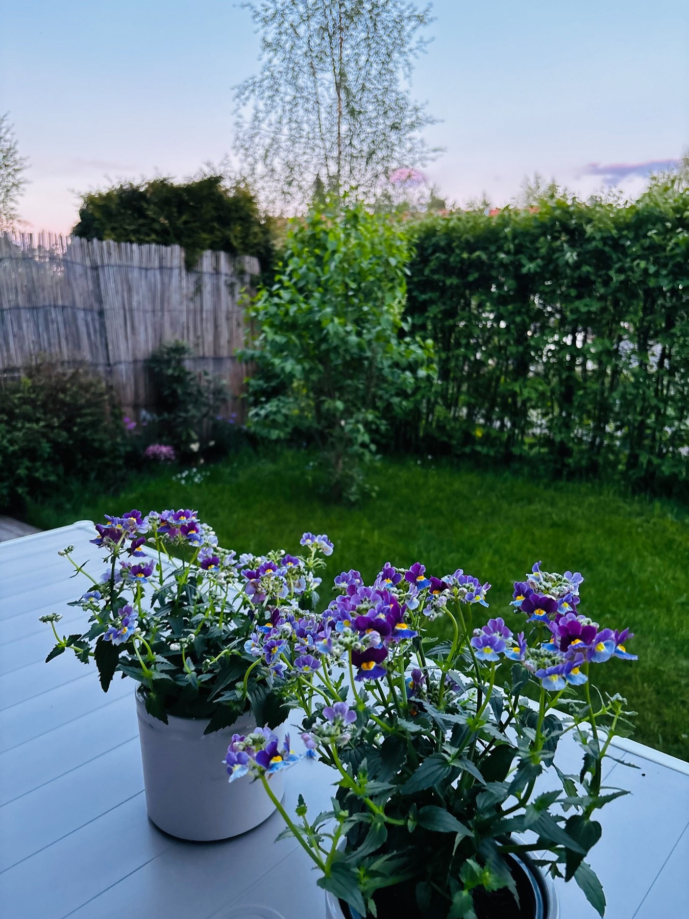 Selgers private bilder av hagen på sommerstid. Galleribilde