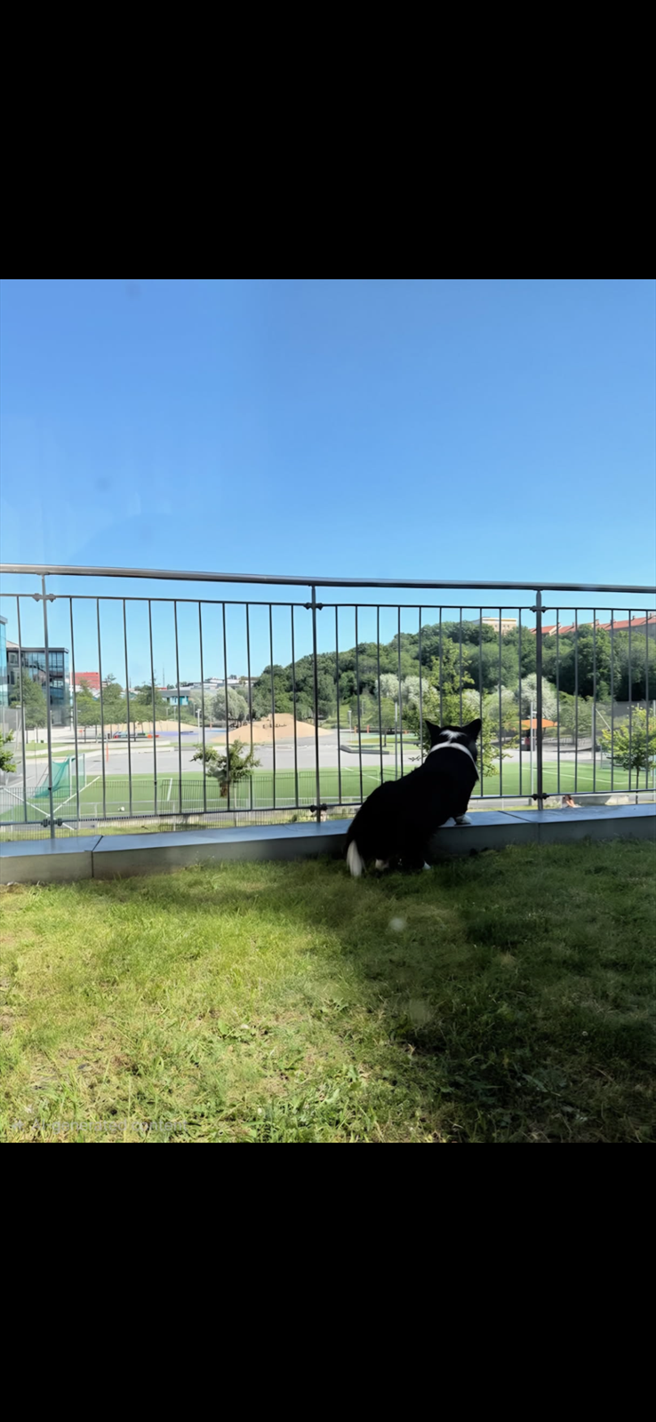 Privatbilde tatt av selger en fin sommerdag. Hudyr er hjertelig velkommen! Galleribilde