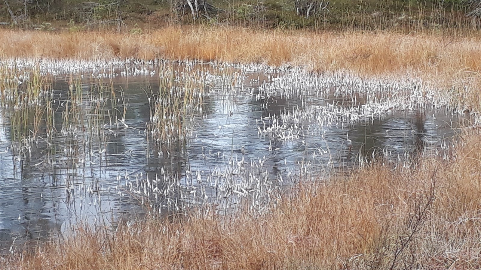 Vakker dam langs stien ned dukket opp. Galleribilde