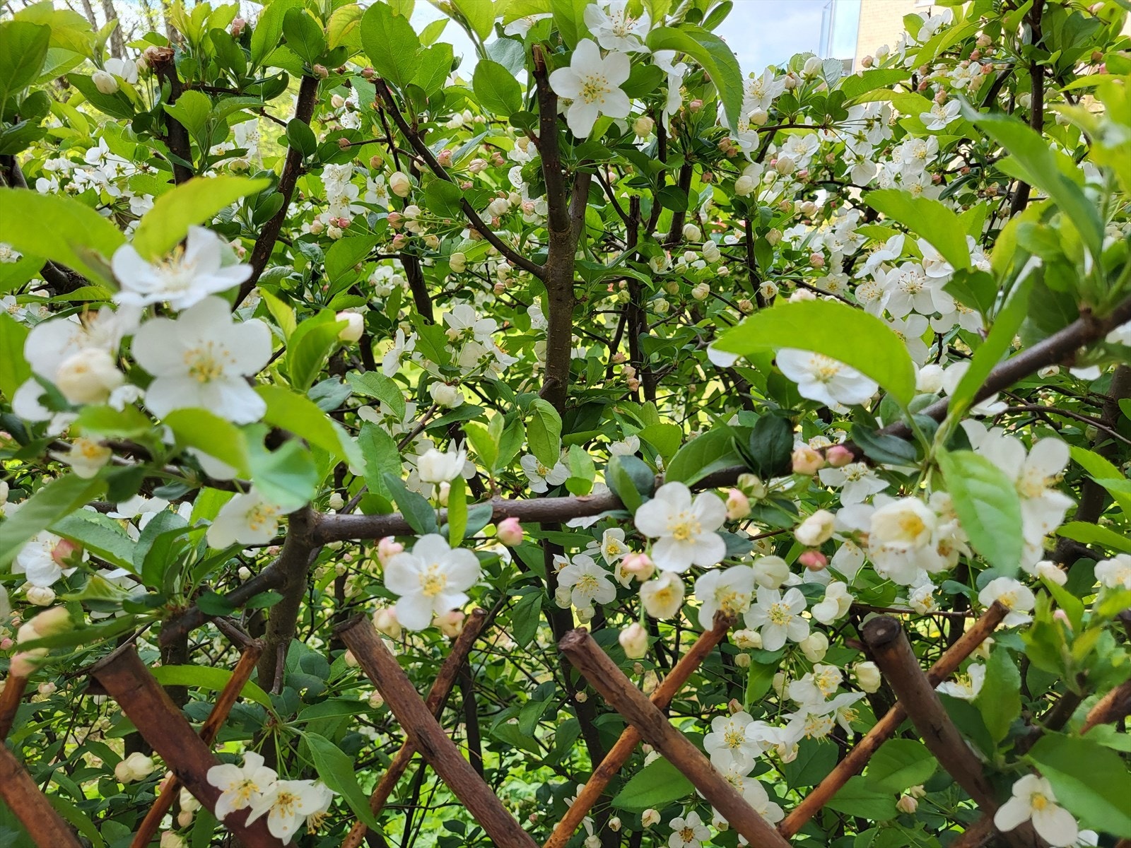 Selgers bilde av forhagen. Galleribilde