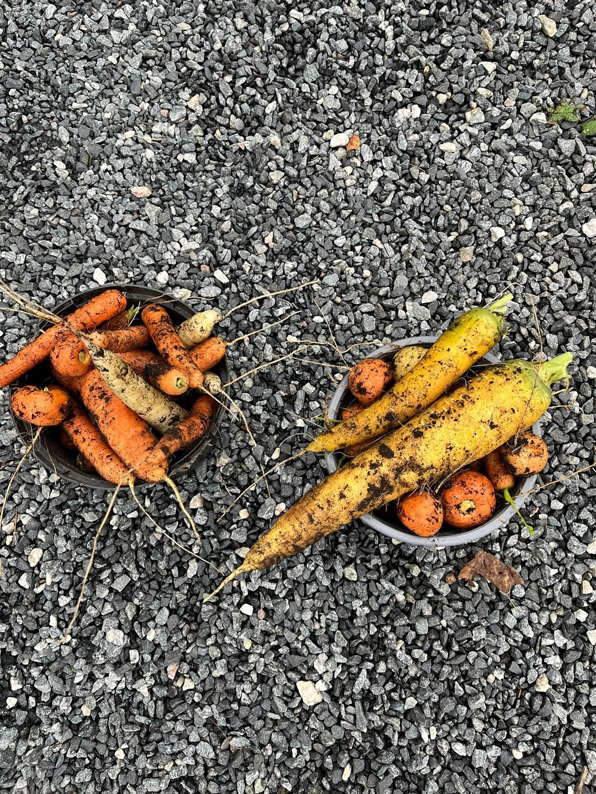 Grønnsaker plukket fra egen hage - Selgers bilde Galleribilde