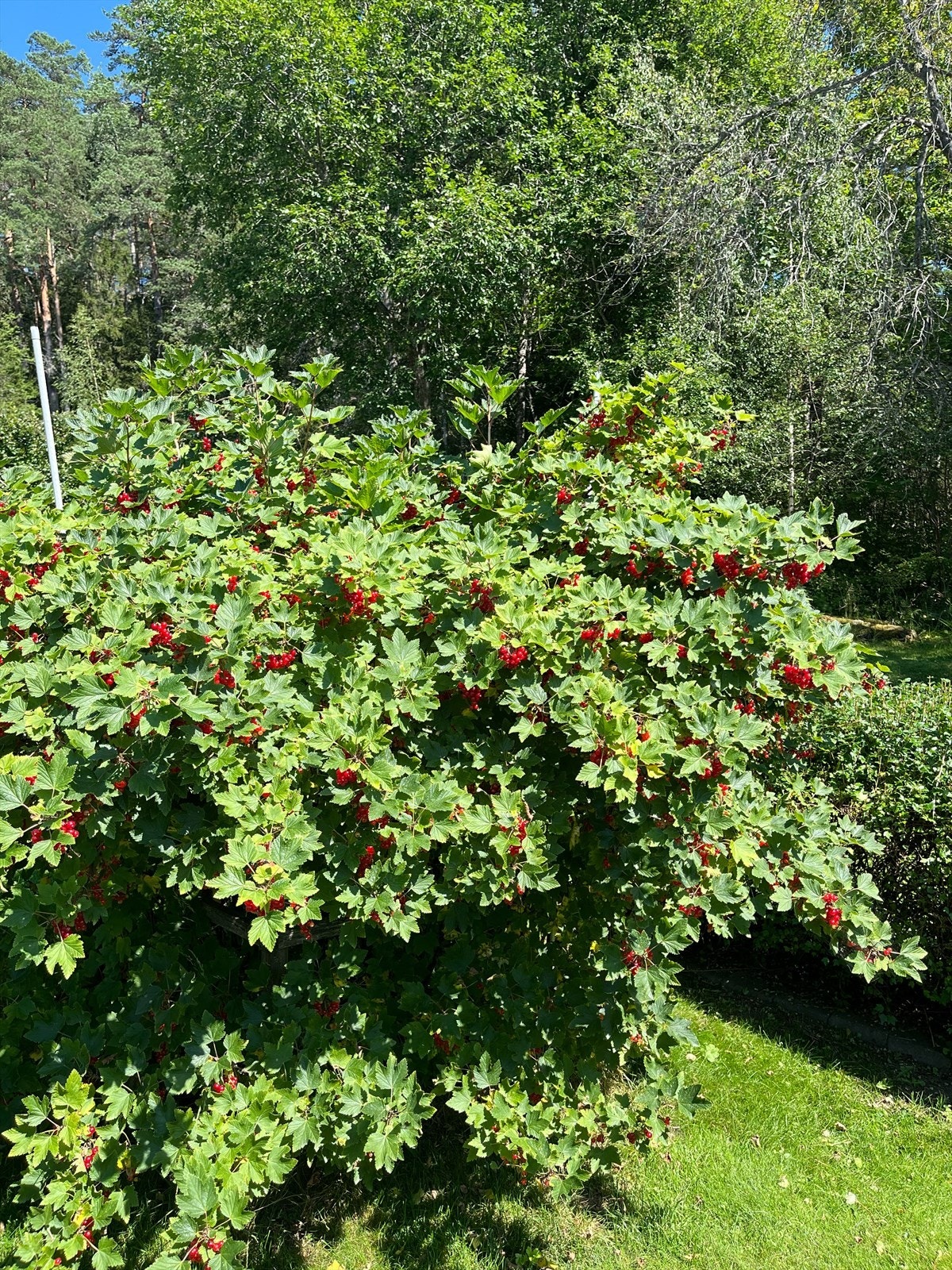Ripsbusker i hagen - Selgers bilde Galleribilde