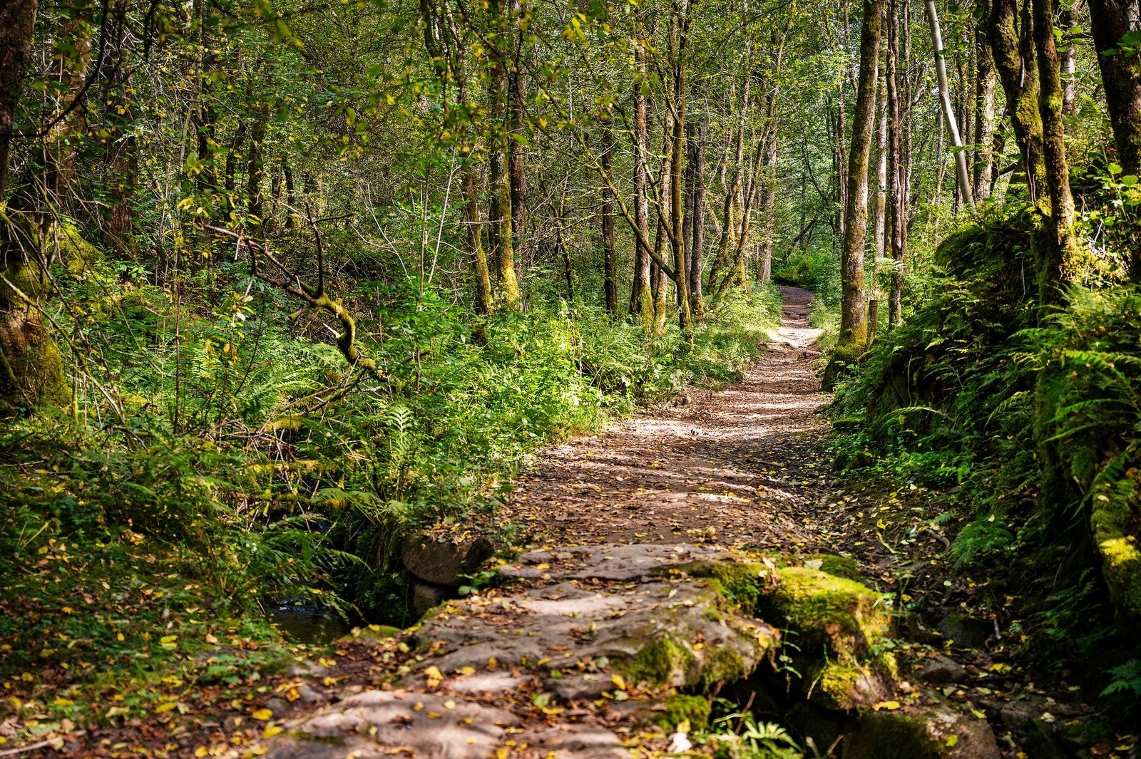 Det er mange fine turområder like i nærheten Galleribilde