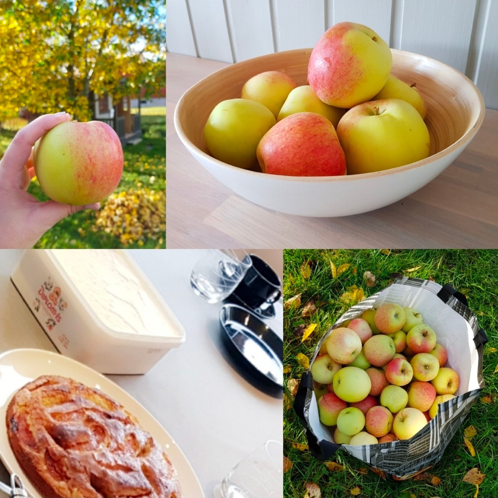 Selgers egne bilder. Store, saftige epler fra hagen! Galleribilde