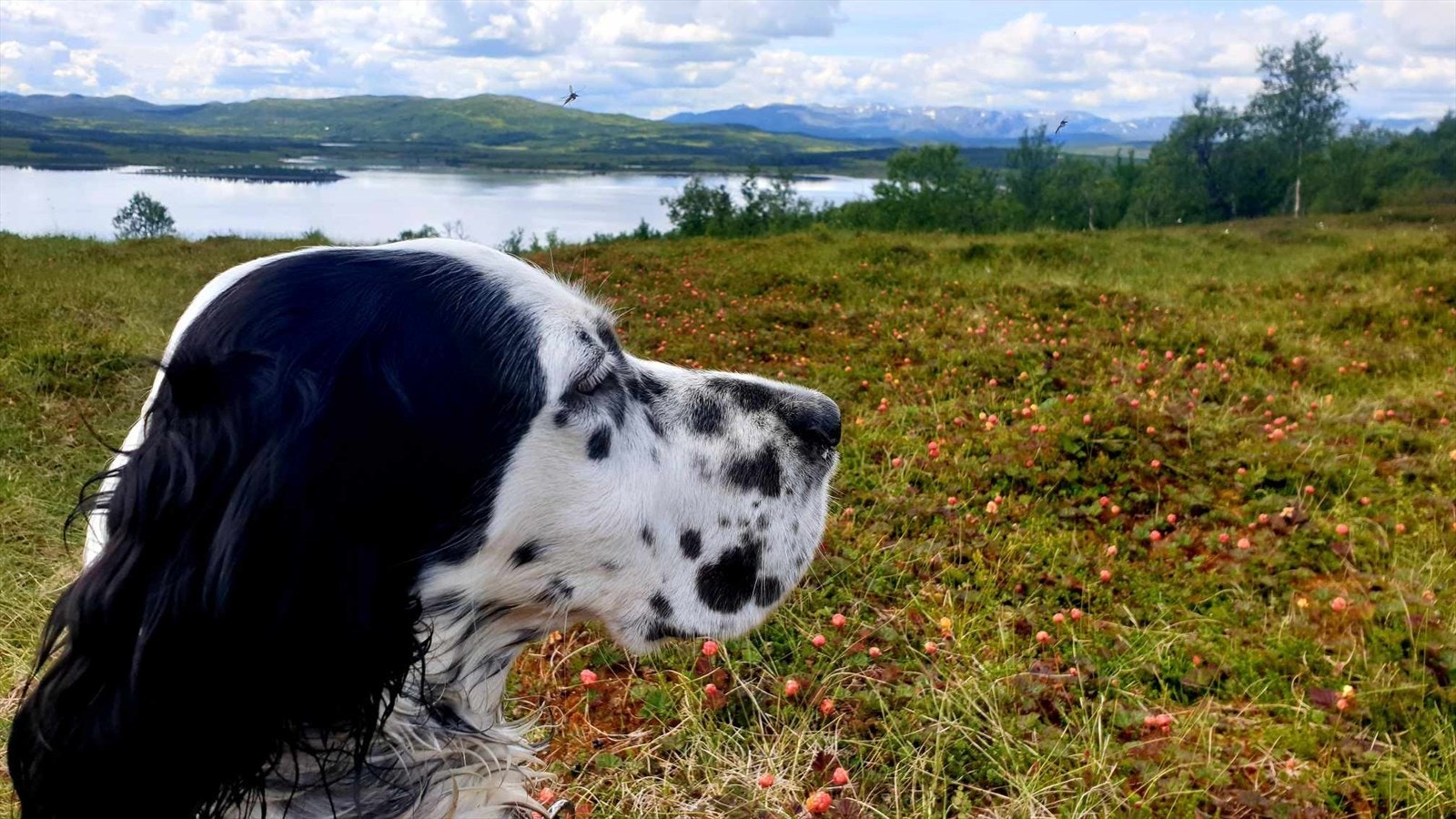 Selgers bilde Galleribilde