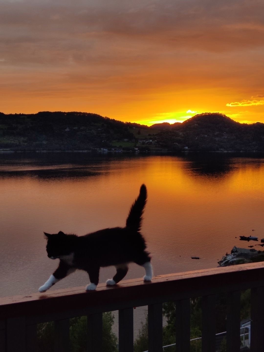 Selgers private bilder Galleribilde