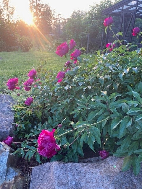 Selgers private bilder. Galleribilde