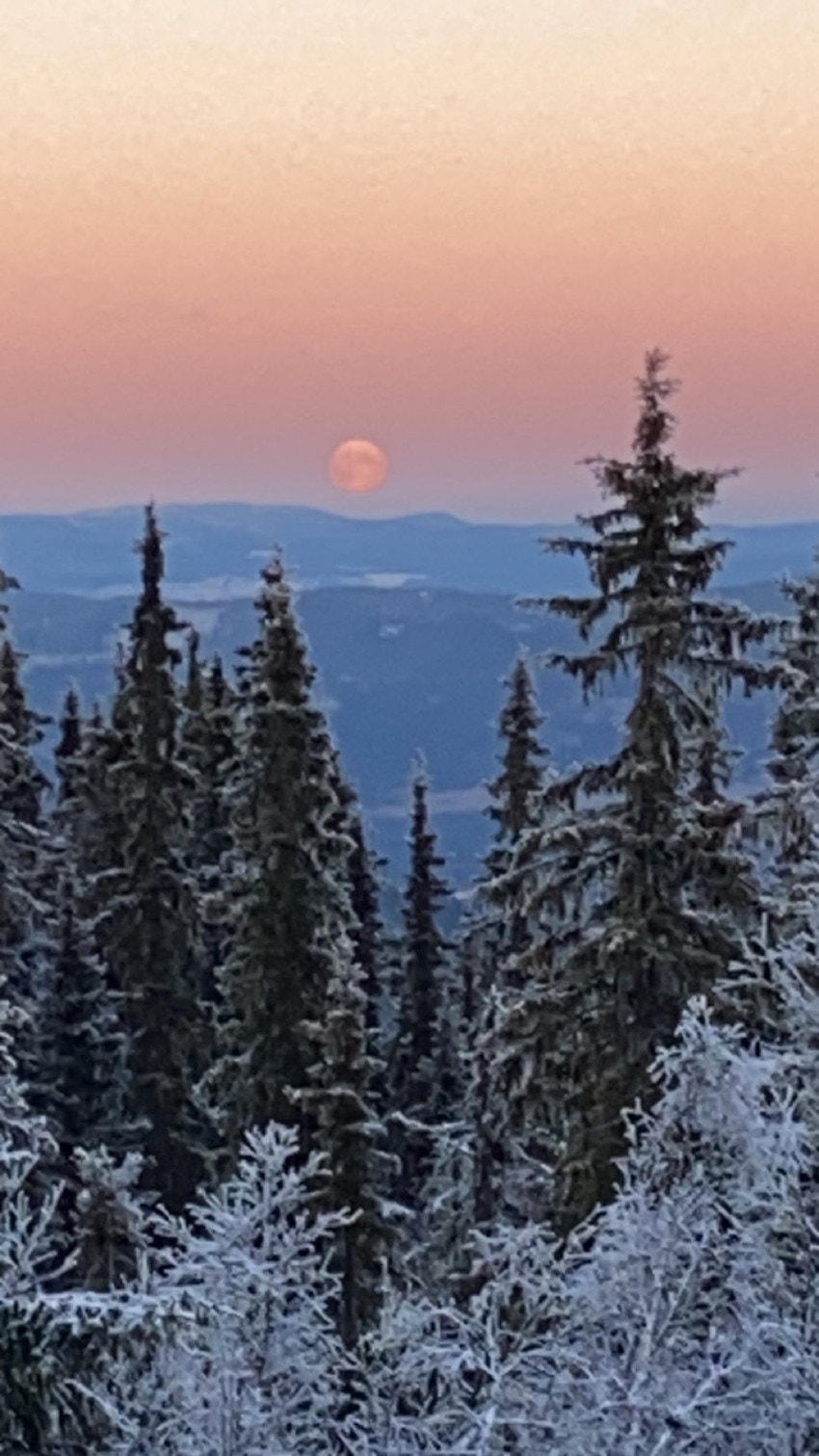 Selgers eget bilde Galleribilde