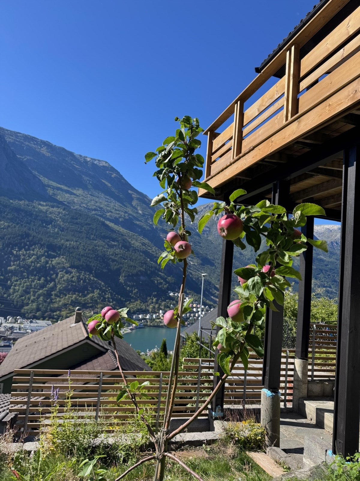 Her finner du blant annet epletrær, druer, rips- og bringebærbusker og ulike pryd- og nyttevekster . Galleribilde