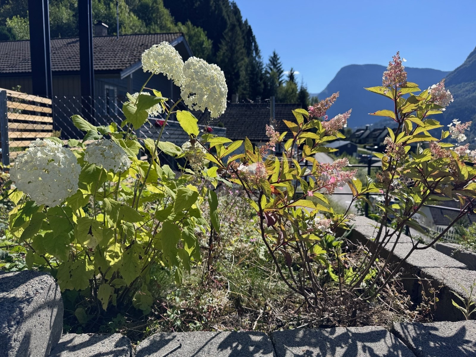 Hagen kan tilby et variert utvalg av planter som gir både stemning og bruksverdi gjennom sesongene. Galleribilde