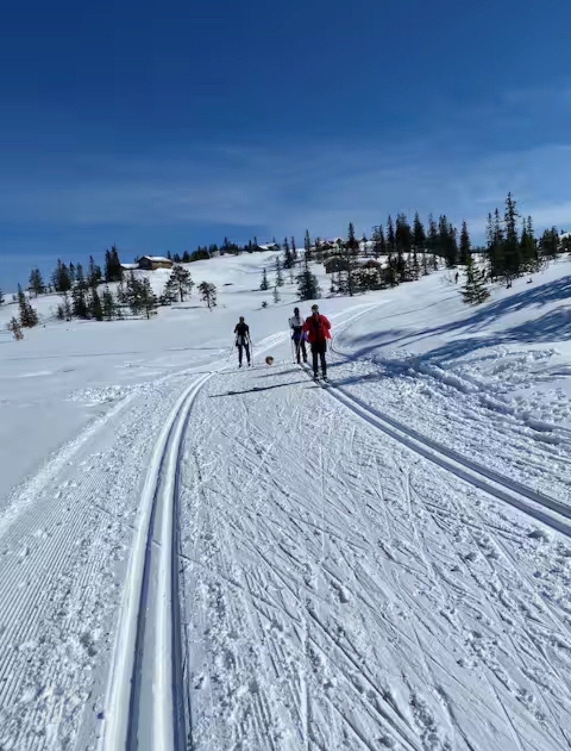 På Vegglifjell finner du rundt 100 km med preparerte skispor, som strekker seg gjennom småskog og over åpne fjellvidder opp mot snaufjellet. Galleribilde