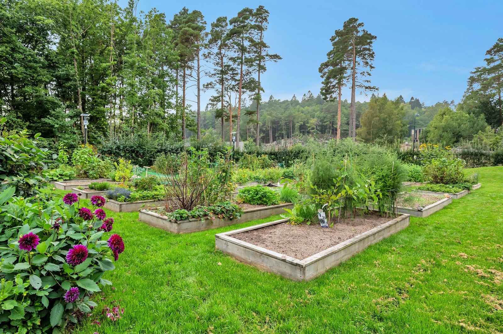 Perfekt for den som liker å få ting til å spire og gro. Galleribilde