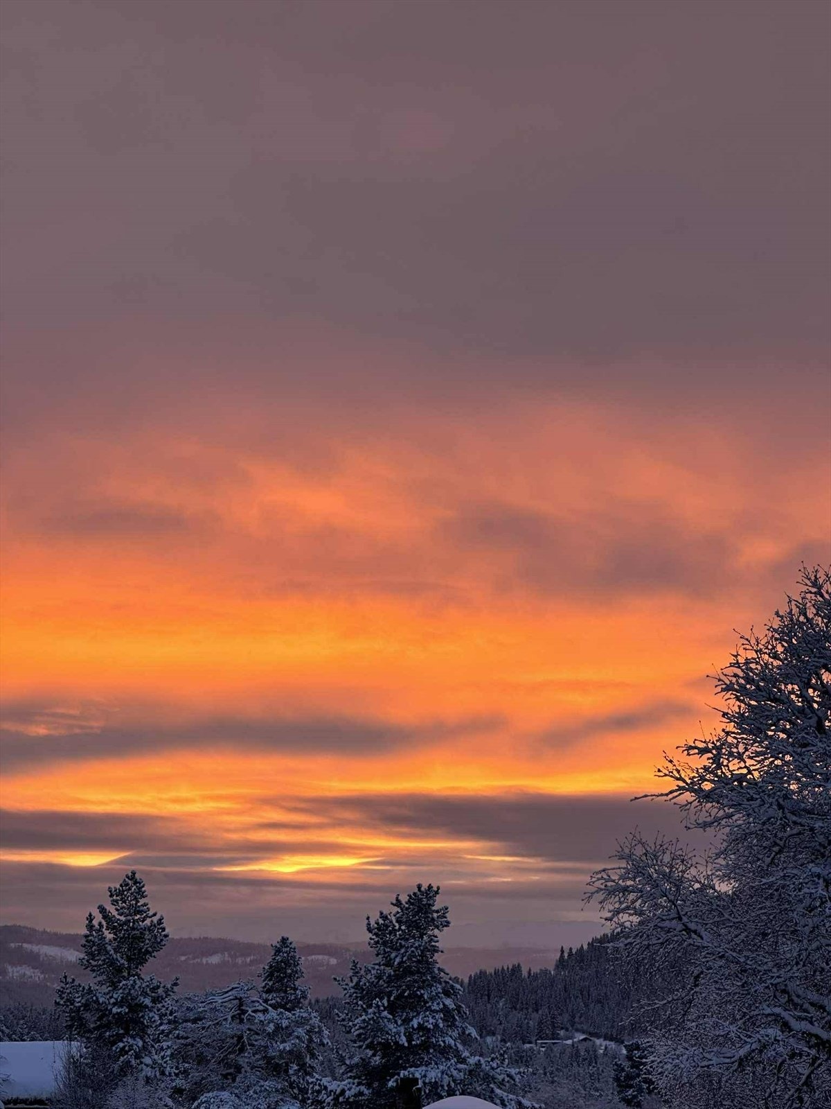 Eiers egne bilder Galleribilde