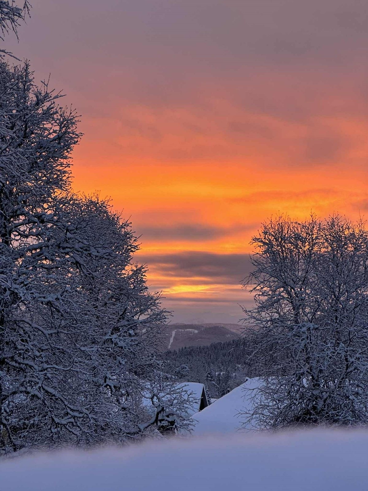 Eiers egne bilder Galleribilde