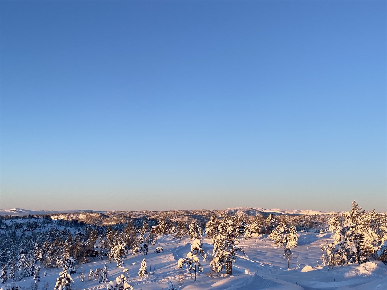 Selgers egne bilder Galleribilde