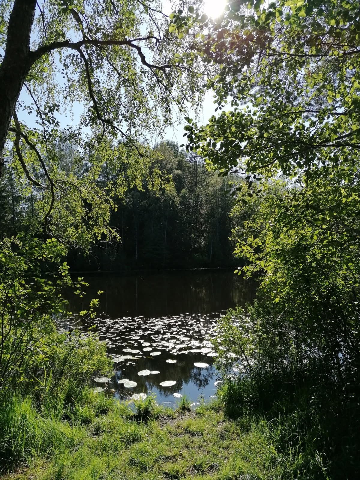 Du finner fine turområder i marka med gangavstand fra boligen. (Selgers egne bilde) Galleribilde