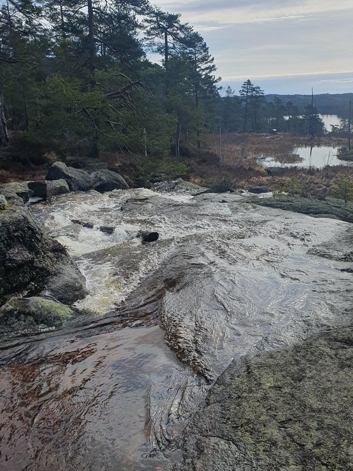 Selgers bilde. Galleribilde