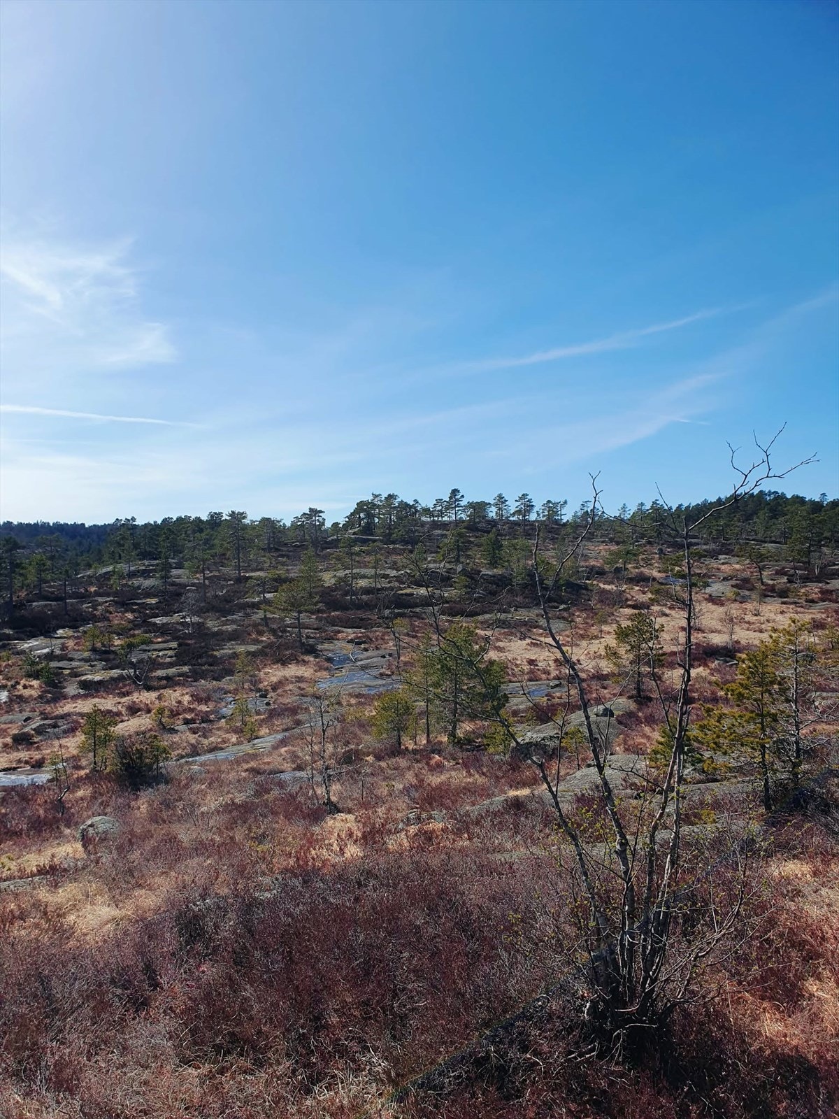 Selgers bilde. Galleribilde