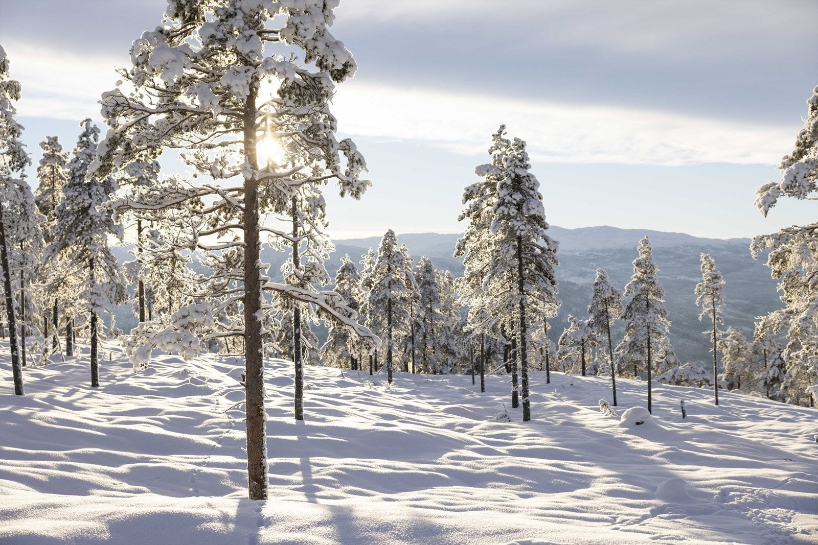Vinterlandskap Galleribilde